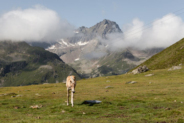 berge wandern wanderung hiking pferd landschaft alpen österreich sellrain