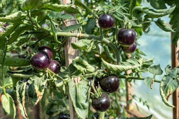 A bunch of black ripe tomatoes on a branch in the vegetable garden. Lots green leaves around.