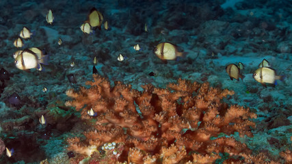Small tropical fish over red coral. Underwater world in Malaysia.