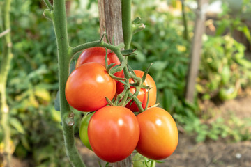 A bunch of ripe and juicy red tomatoes on a branch, closeup. Sunshine. Blurred background.