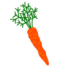 Cartoon doodle linear carrot with leaves isolated on white background. Vector illustration.   