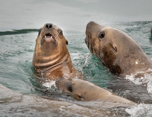 Sea Lion Pals