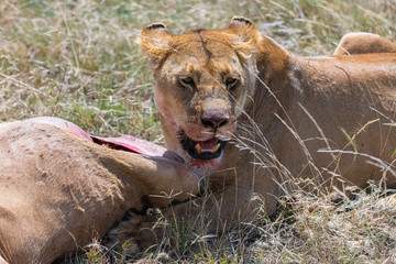 lioness who killed an antelope and is eating it