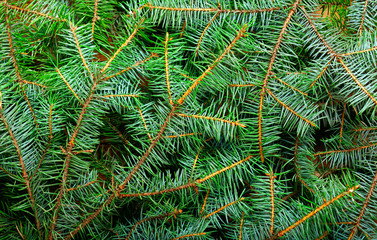 fresh fir branches as background, top view