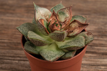 Dried succulent cactus on a wooden table