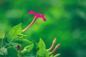 Pink flower between green leaves