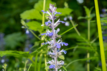 Ajuga genevensis stem with blue flowers