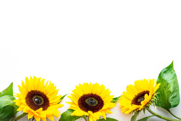 Beautiful yellow sunflowers on white background top view mock-up