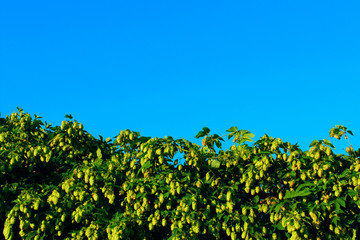 Fototapeta na wymiar Hops over blue sky background. Green plant over blue sky background. Abstract nature background with a lot of copy space for text.