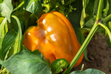 Orange sweet and juicy pepper on a branch. А lot of green leaves around.