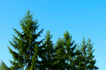 Green pine trees against the blue sky. Nature, winter concept. Abstract colorful nature background. 