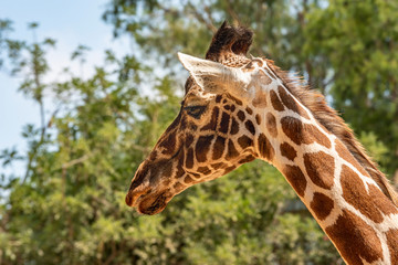Close up of giraffe head. Giraffe on a summer day in the park. 