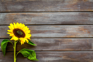Beautiful yellow sunflower on wooden background top view mock up