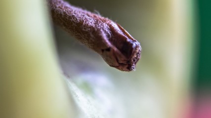 ants on leaf