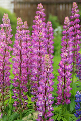 Fototapeta premium Purple lupins on green background in garden on Sunny day. Garden plants closeup. Beautiful blooming blue Lupin flower on the lawn.