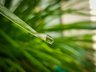 drops on grass