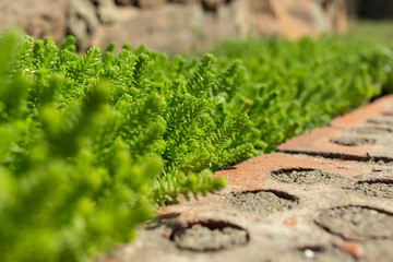 flowerbed with ornamental plant, lawn grass