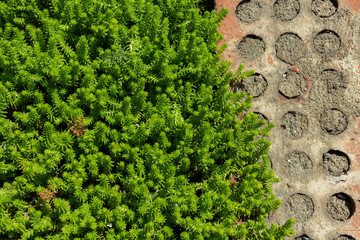 flowerbed with ornamental plant, lawn grass