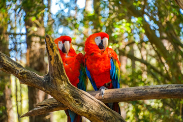 Bird couple