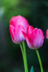 Fototapeta premium Bright and vibrant garden flowers from the UK
