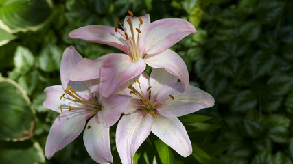 flower in the garden