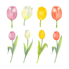  Triumph Tulip Set. Purple, white, yellow and red flowers of tulip. Watercolor illustration.