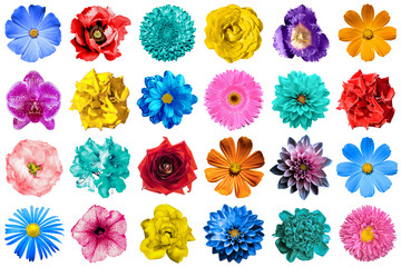 Mega pack of natural and surreal blue, orange, red, turquoise, yellow, white and pink flowers...