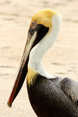 Portrait of pelican