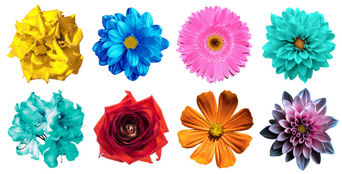 Pack of natural and surreal blue, orange, red, turquoise, yellow, white and pink flowers isolated on white. High quality detailed photo