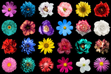 Mega pack of natural and surreal blue, orange, red, turquoise, yellow, white and pink flowers...