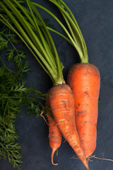 fresh carrots with tops in hand on a dark background