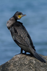 Kormoran