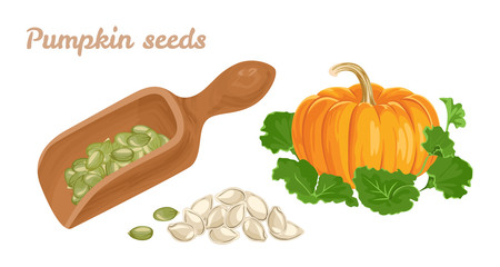 Pumpkin seeds in a wooden spoon isolated on white background. Vector orange ripe pumpkin with green leaves and a bunch of seeds. Cartoon flat style.