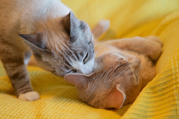 Gato durmiendo plácidamente sobre fondo amarillo
