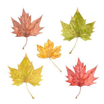 Set of red, yellow, orange and brown maple leaves. Watercolor illustration.