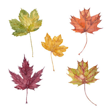 Set of fall leaves of sugar maple, silver maple, red maple, sycamore maple and hedge maple. Watercolor illustration.