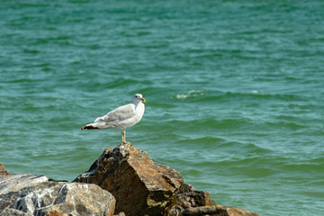 A seagull bird stands on a stone against the background of sea water.