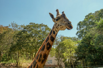 Fototapeta premium Cool Giraffe