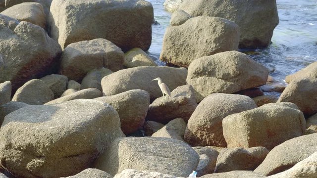 Small grey heron is walking on stones near water on a beach during sunny day