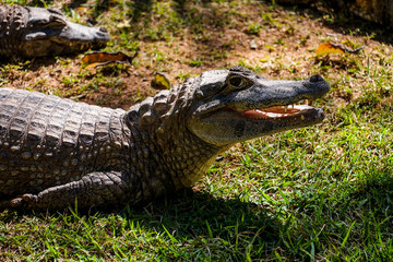 Alligator smiling