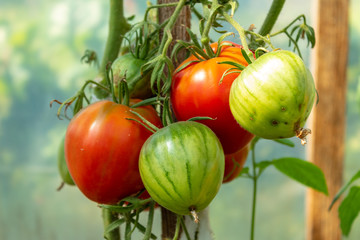 A bunch of red and green tomatoes on a branch, closeup. Sunshine. Blurred background.