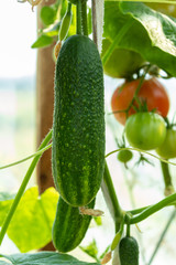 A cucumber in greenhouse closeup. Some more cucumbers and tomatoes on blurred background. 