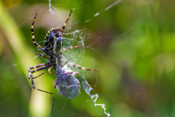 A spider and a spider web. Spider and victim. The concept of getting into the net, getting into trouble.