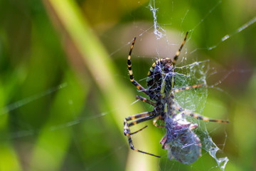 A spider and a spider web. Spider and victim. The concept of getting into the net, getting into trouble.