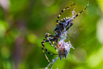 A spider and a spider web. Spider and victim. The concept of getting into the net, getting into trouble.