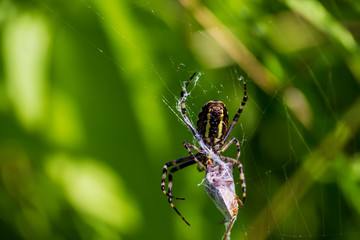 A spider and a spider web. Spider and victim. The concept of getting into the net, getting into trouble.