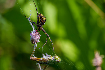 A spider and a spider web. Spider and victim. The concept of getting into the net, getting into trouble.
