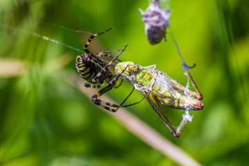 A spider and a spider web. Spider and victim. The concept of getting into the net, getting into trouble.