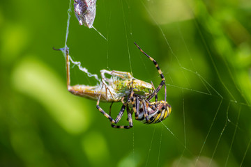 A spider and a spider web. Spider and victim. The concept of getting into the net, getting into trouble.