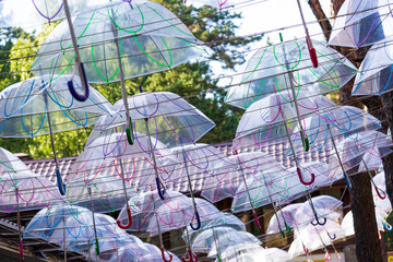 Autumn forest, park, street on which many transparent umbrellas hang against the sky.